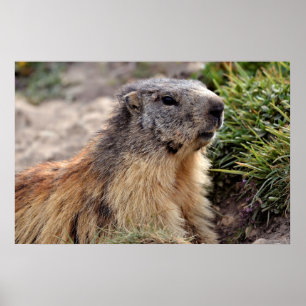 Poster Retrato Alpino Marmot