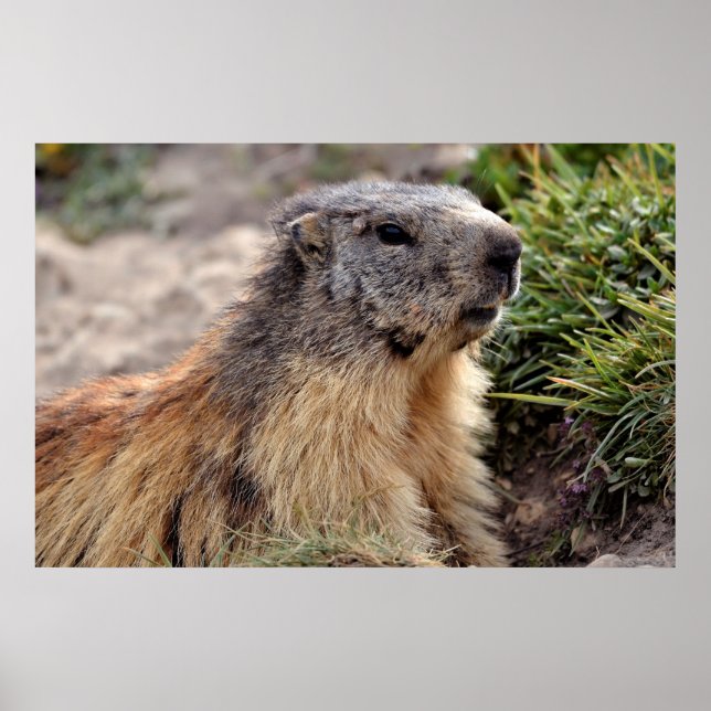 Poster Retrato Alpino Marmot (Frente)