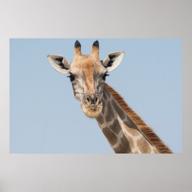 Poster Retrato Angolano Giraffe (Frente)