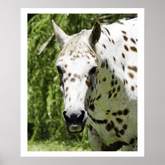 Poster Retrato Appaloosa,Fotografia de Cavalo