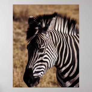 Poster Retrato aproximado de uma Zebra - Zimbábue