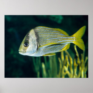 Pôster Retrato atlântico do Porkfish