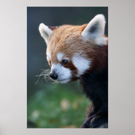 Pôster Retrato belo do panda vermelho