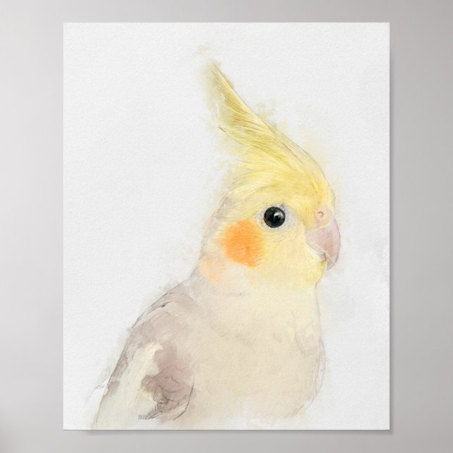 Poster Retrato Cockatiel (Frente)