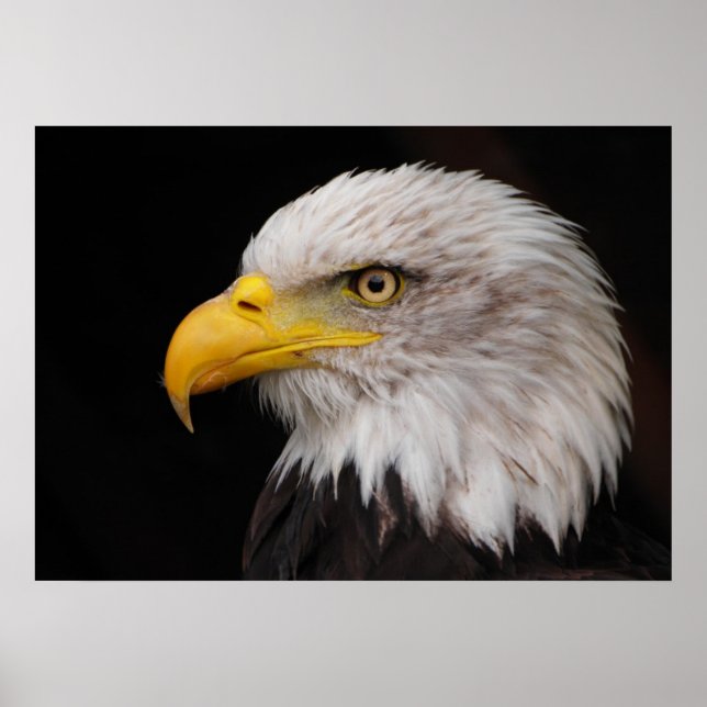 Poster Retrato da águia (Frente)