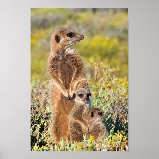 Poster Retrato da família Meerkat (Frente)