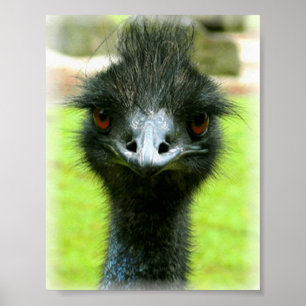 PÔSTER RETRATO DA FOTO DO PÁSSARO DO EMU