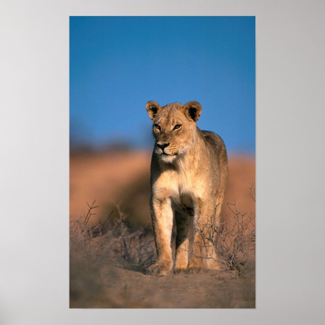 Poster Retrato Da Lionesa (Panthera Leo) (Frente)
