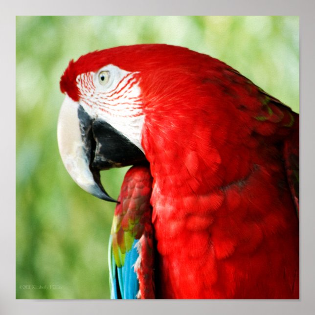 Poster Retrato da Macaw (Frente)