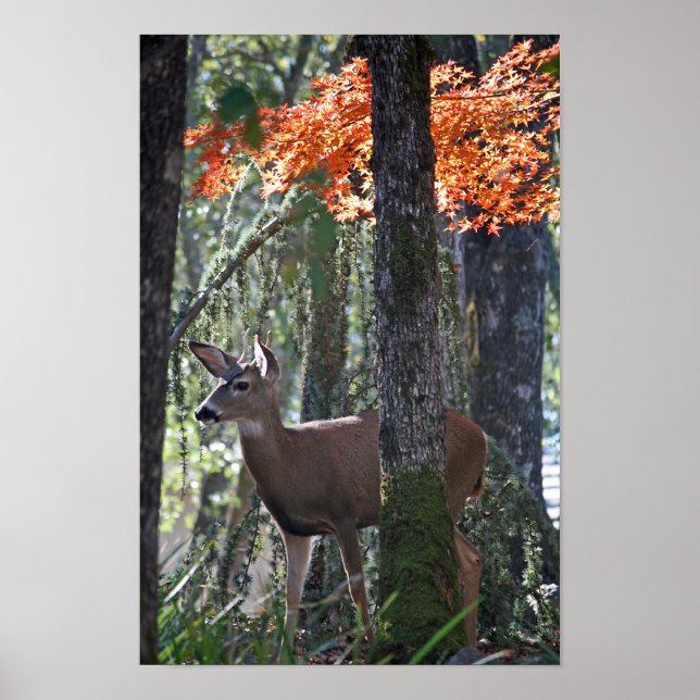 Poster "Retrato da Paz" (Frente)