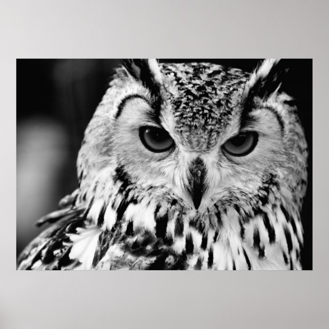Pôster Retrato De Agle-owl Eurasiano Fechado (Frente)