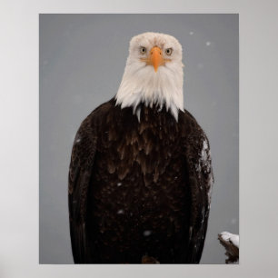 Pôster Retrato de Águia Careca na Neve, Haliaeetus
