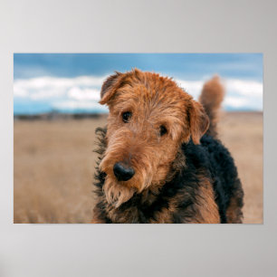 Pôster Retrato de Airedale Terrier 2