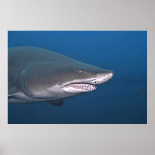 Poster Retrato de Areia Tigre