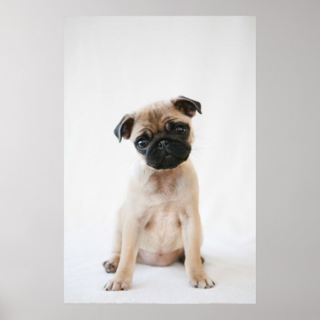 Poster Retrato de Baby Pug (Frente)