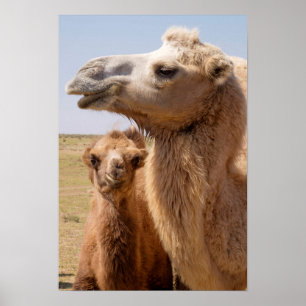 Poster Retrato de Bactrian Camel