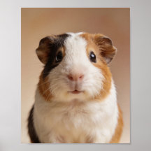 Retrato de Bebê de Porquinho-da-Índia – Parede de