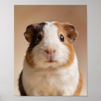 Poster Retrato de Bebê de Porquinho-da-Índia – Parede de