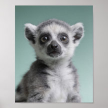 Retrato de Bebê Lêmure – Arte de Parede de Animal
