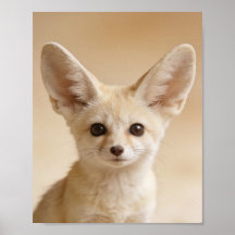 Retrato de Bebê Raposa Fennec – Parede de Berçário