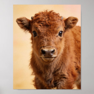 Poster Retrato de Bisonte Bebê – Arte para Berçário da Pr