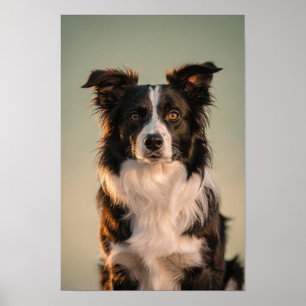 Poster Retrato de Border Collie em Sage e Creme