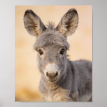 Retrato de Burro Bebê – Arte para Berçário de Faze