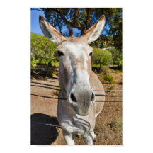 Retrato de burro marrom divertido