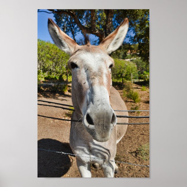 Poster Retrato de burro marrom divertido (Frente)