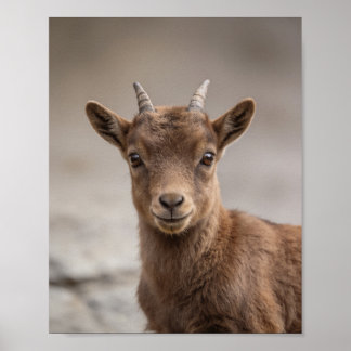 Poster Retrato de Cabrito-Montês – Arte de Parede de Anim