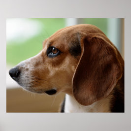 Poster Retrato de Cachorro Beagle