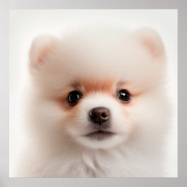 Poster Retrato de cachorro de Pomerânia filhote fofo