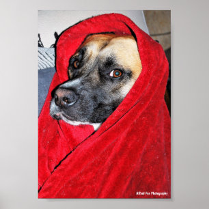 Poster Retrato de Cachorro em Cobertor Vermelho