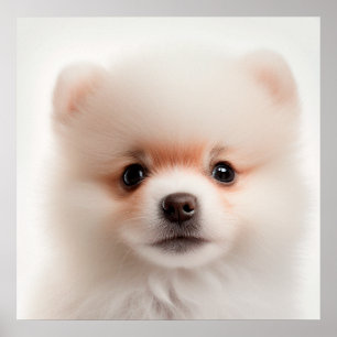 Poster Retrato de Cachorro Filhote Pomerânia Fofa