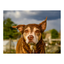 Retrato de Cachorro Marrom Soulful