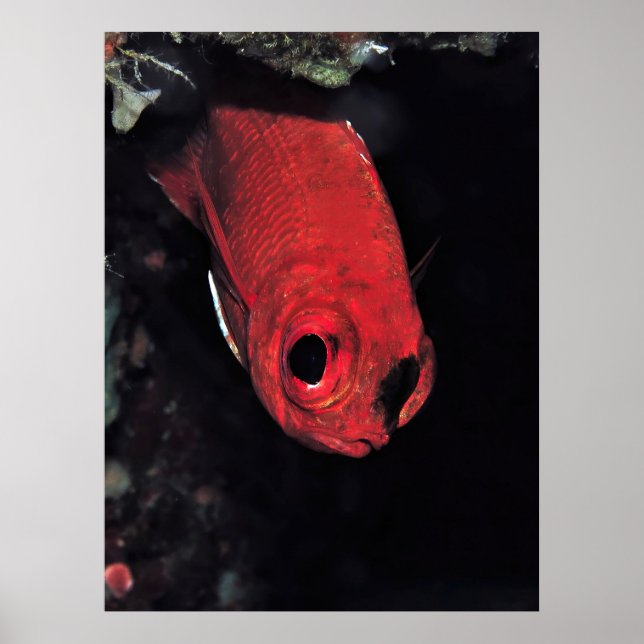 Poster Retrato de Cardinalfish (Frente)