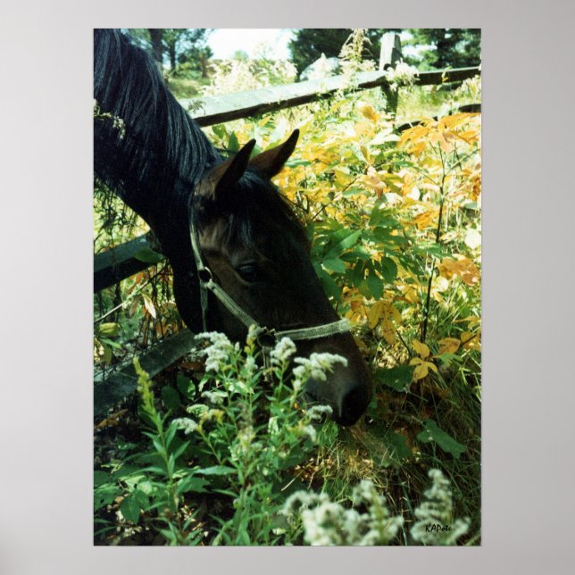 Poster Retrato de Cavalo (Frente)