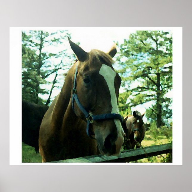 Poster Retrato de Cavalo (Frente)