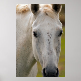 Poster Retrato de Cavalo Branco