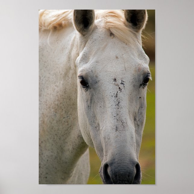 Poster Retrato de Cavalo Branco (Frente)