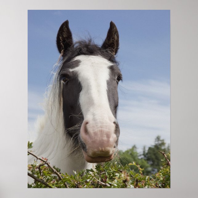 Pôster Retrato de cavalo Clydesdale (Frente)