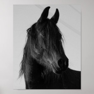 Poster Retrato de Cavalo Preto e Branco em Arte de Parede