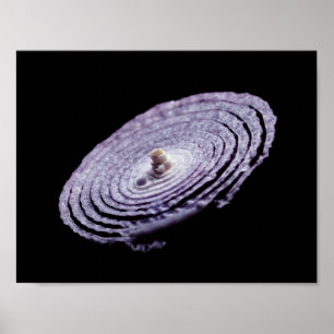 Poster Retrato de cebola vermelha