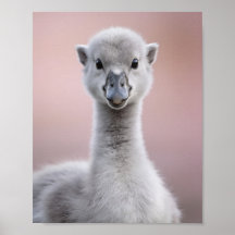 Retrato de Cisne Bebê – Arte de Parede de Animal d