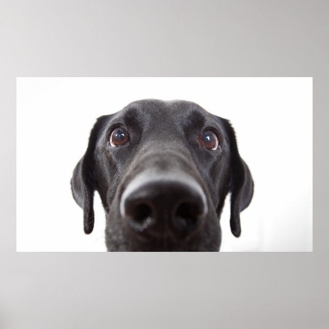 Poster Retrato de Closeup do Labrador Negro (Frente)