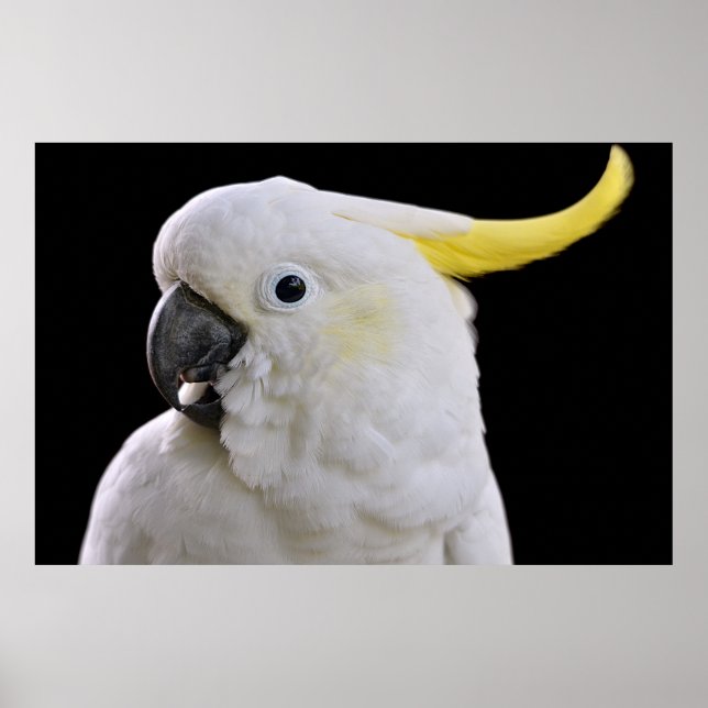 Poster Retrato de Cockatoo com creme de enxofre (Frente)