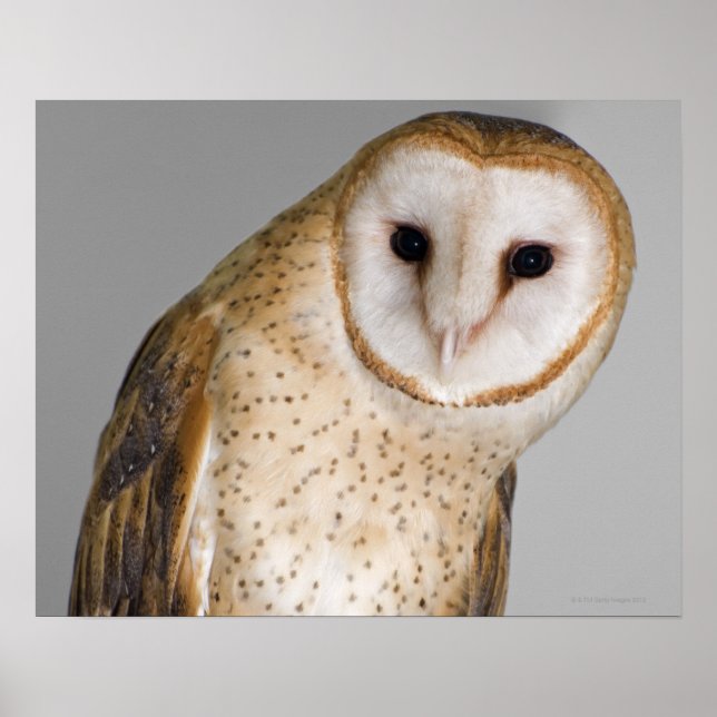 Poster Retrato de coruja-de-celeiro (Tyto alba). (Frente)