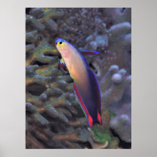 Poster Retrato de Dartfish Decorado