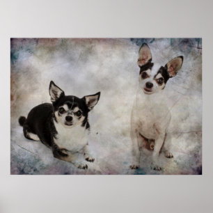 Pôster Retrato de dois chihuahua