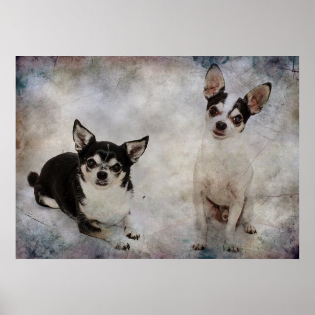 Pôster Retrato de dois chihuahua (Frente)